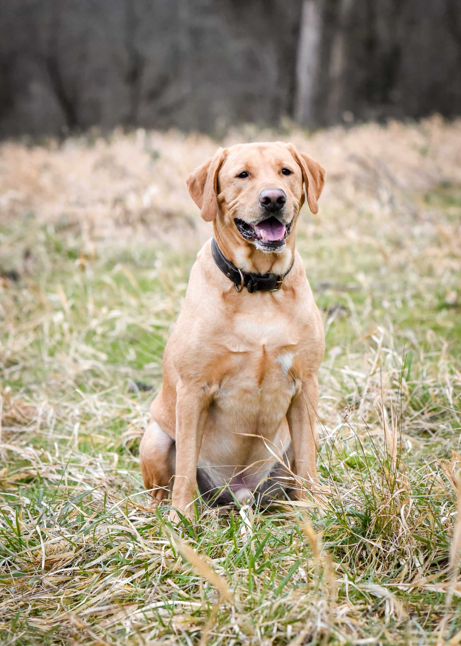 Snoqualmie Valley Pets: Six Boredom Busters for your Dog - Living Snoqualmie